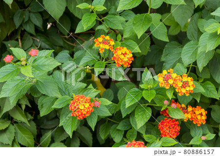 Beautiful flowers of Lantana camara (common lantana) plant 80886157