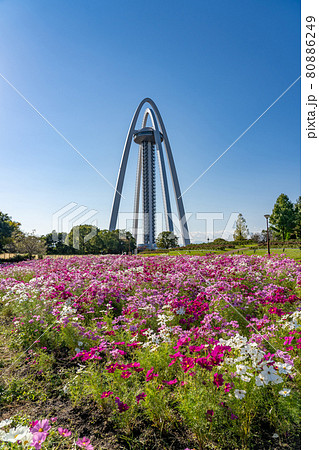 愛知県一宮市の国営木曽三川公園にある展望タワーツインアーチ138とピンクのコスモスの写真素材