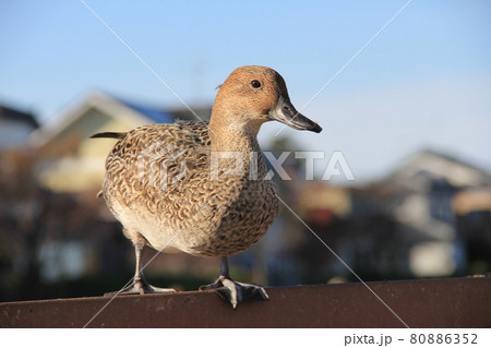オナガガモのメスと青空 80886352