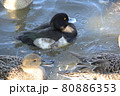 キンクロハジロのオス 80886353