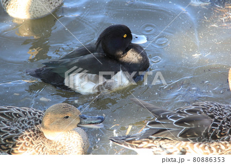 キンクロハジロのオス 80886353