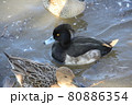 キンクロハジロのオス 80886354