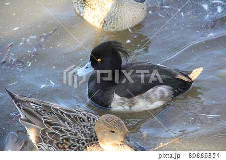 キンクロハジロのオス 80886354