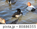 キンクロハジロのオスとホシハジロのオス 80886355