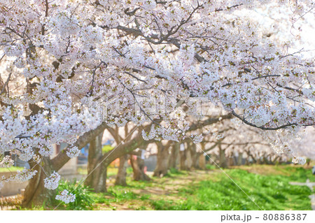 DouglasLaingEpicurean&TheIleachCASK(桜並木様 JCCC桜の木開花予想ページ開設
