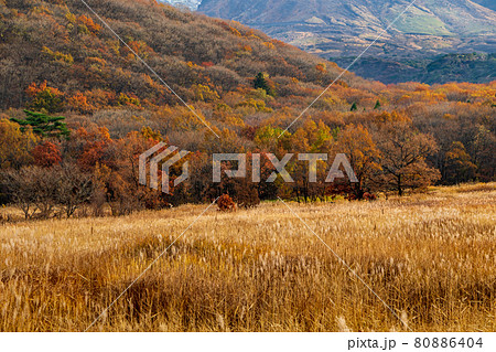 秋の九重山・タデ原湿原 秋の九重山・タデ原湿原 80886404