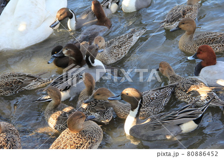 さまざまな種類のカモと白鳥 80886452