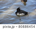 キンクロハジロのオス 80886454
