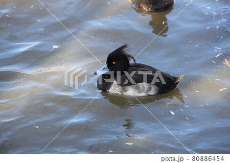 キンクロハジロのオス 80886454