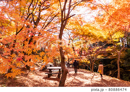 三重県四日市市　秋の宮妻峡の水沢もみじ谷の紅葉を楽しんで散策する人々 80886474