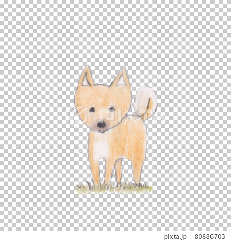 手繪插圖,看這裡流浪狗 手繪插圖,看這裡流浪狗 80886703