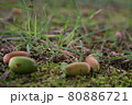 地面に落ちているどんぐり 80886721