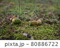 地面に落ちているどんぐり 80886722