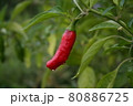 真っ赤に育った唐辛子 80886725