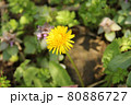 地面から力強く生えているタンポポ 80886727