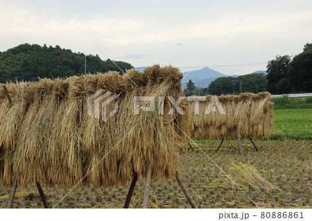 稲架掛けのある風景 鳩山町 稲架掛けのある風景 鳩山町 80886861