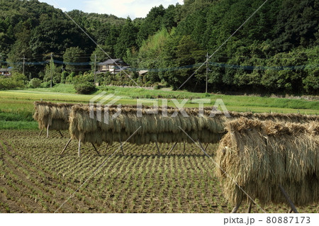稲架掛けのある風景  鳩山町 80887173