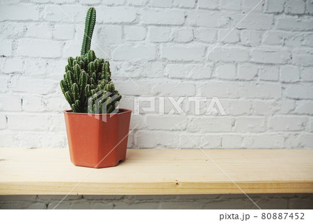 Cactus in flower pot on wooden shelves and white brick wall background Cactus in flower pot on wooden shelves and white brick wall background 80887452