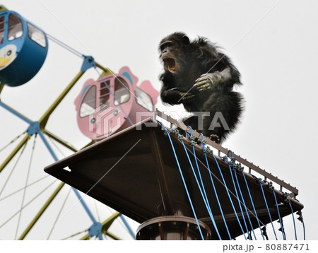 チンパンジー・高所で、胸を叩き、雄叫びを上げる チンパンジー・高所で、胸を叩き、雄叫びを上げる 80887471