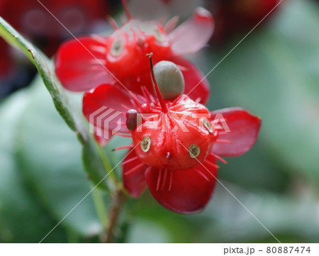 ミッキーマウスの木の花と実 ミッキーに似てるかな の写真素材