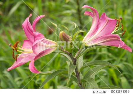 二輪対称に咲くユリの花 二輪対称に咲くユリの花 80887895