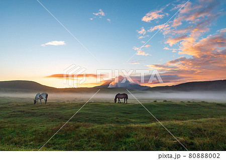 早朝の夏の阿蘇に浮かぶ雲海に放牧された馬や牛が居る夜明けの風景 80888002