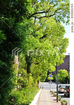 兵庫県公館の緑 兵庫県公館の緑 80888264