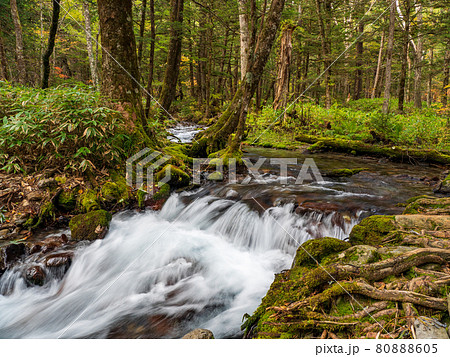 秋の上高地・岳沢湿原 80888605