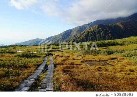 紅葉の立山の弥陀ヶ原 紅葉の立山の弥陀ヶ原 80888993