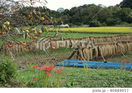 稲架掛けのある風景 ときかわ町 稲架掛けのある風景 ときかわ町 80889057