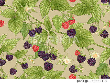 Blackberry. Ripe berries on branch. Seamless pattern, background. Blackberry. Ripe berries on branch. Seamless pattern, background. 80889109