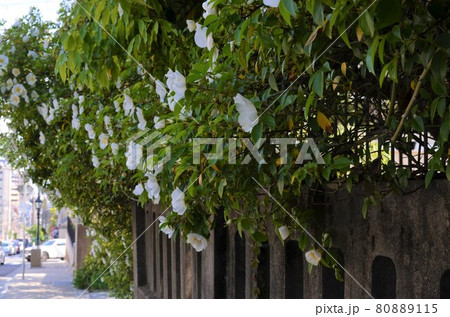 ナニワイバラ ナニワイバラ 80889115