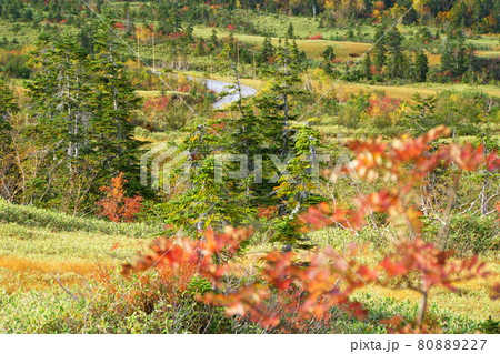 紅葉の立山の弥陀ヶ原 紅葉の立山の弥陀ヶ原 80889227