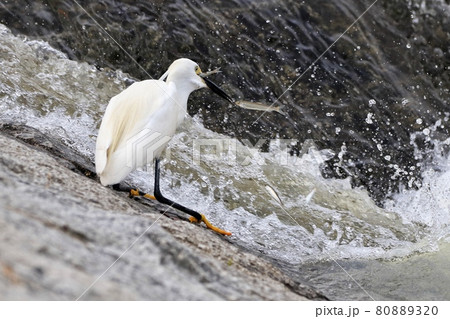野鳥 水鳥 みず鳥 80889320