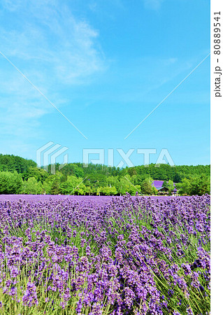 北海道 夏の青空とラベンダー畑 北海道 夏の青空とラベンダー畑 80889541
