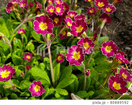 フレアスカートのように可愛い ピンクと黄色のコラボレーションがキレイなお花の写真素材 フレアスカートのように可愛い ピンクと黄色のコラボレーションがキレイなお花の写真素材