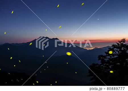 瓶ヶ森のヒメボタル(背景に石鎚山) 瓶ヶ森のヒメボタル(背景に石鎚山) 80889777