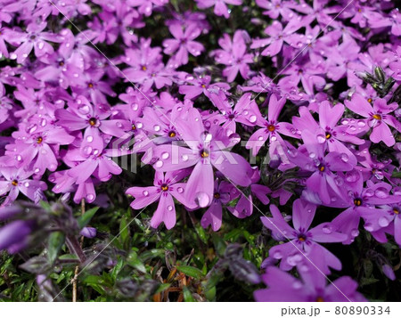 みてみて!可憐に咲き誇るピンク紫のお花たち みてみて!可憐に咲き誇るピンク紫のお花たち 80890334