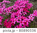 艷つやが美しい！瑞々しいピンクレッドの小花たち 80890336