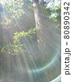 神秘的なオーラを纏う光が射す美しい森林 80890342