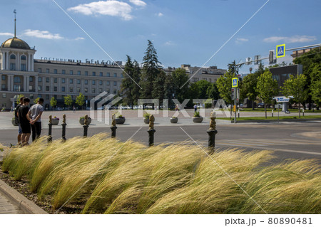 Belgorod, Russia - July 08, 2021: Lawn with feather grass on the background of Cathedral Square in the center of Belgorod Belgorod, Russia - July 08, 2021: Lawn with feather grass on the background of Cathedral Square in the center of Belgorod 80890481