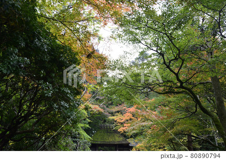 法然院の紅葉 法然院の紅葉 80890794