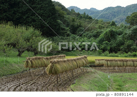 稲架掛けのある風景 日高市 稲架掛けのある風景 日高市 80891144