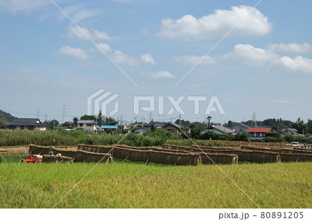 稲架掛けのある風景 　日高市 80891205