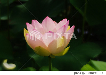 花開いた舞姫蓮 花開いた舞姫蓮 80891354