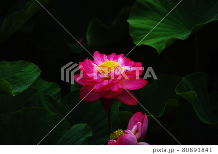 開花した誠蓮 開花した誠蓮 80891841
