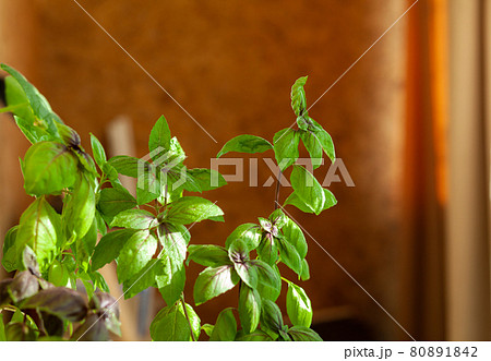 Fresh green basil in a pot grows at home, on the balcony. Green leaves Fresh green basil in a pot grows at home, on the balcony. Green leaves 80891842