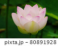 開花した舞姫蓮 80891928