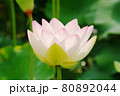 開花した舞姫蓮 80892044