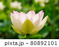 開花した舞姫蓮 80892101